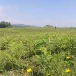 Photos from orienteering in Gower peninsula