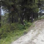 ΕΛΛΗΝΙΚΟΣ ΣΥΛΛΟΓΟΣ ΑΓΩΝΙΣΤΙΚΟΥ ΠΡΟΣΑΝΑΤΟΛΙΣΜΟΥ.        11ος ΔΡΟΜΟΣ ΑΓΩΝΙΣΤΙΚΟΥ  ΠΡΟΣΑΝΑΤΟΛΙΣΜΟΥ. Αύξηση συμμετοχής των γυναικών στο άθλημα. Κυριακή 5 Μαρτίου 2000 Δάσος Σειχ-Σου.     Συμμετοχή: 101 ατομα.